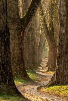 a path in the middle of a forest with trees on both sides and sun shining through