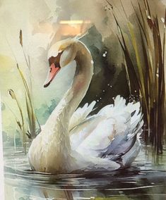 a watercolor painting of a white swan swimming in the lake with reeds and grass