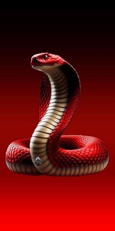 a red and white snake on a black background