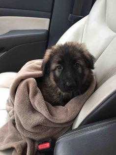 a brown and black puppy sitting in the back seat of a car with a blanket on it's head