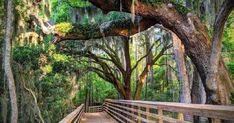 a wooden bridge surrounded by trees with moss growing on the branches and hanging from it's sides