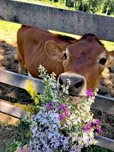 a brown cow standing next to a wooden fence with flowers in it's mouth