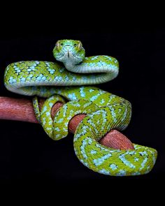 a green and white snake is sitting on a branch