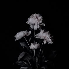 three white flowers in a black vase on a table with leaves and dark lighting behind them