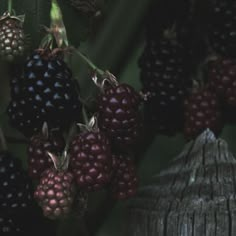 black raspberries hanging from a tree branch