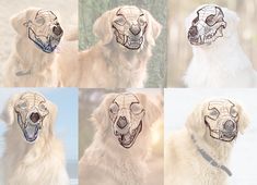 four different pictures of a dog's face with various facial expressions on their faces