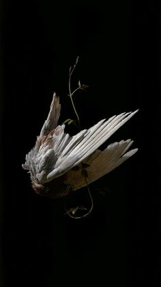 a dead bird with its wings spread out in the air, on a black background