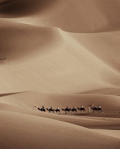 a group of people riding camels across a desert