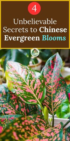 "Chinese Evergreen bloom time, Aglaonema flowering period, When do Aglaonema 
plants bloom, Chinese Evergreen blooming season, Aglaonema flower schedule, 
Chinese Evergreen flowering cycle" Easy To Grow Houseplants, Be Encouraged, Small White Flowers, Summer Months, Low Light