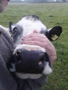 a close up of a person petting a cow's face in a field