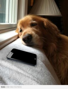 a dog laying on the floor next to a window with its head resting on a cell phone