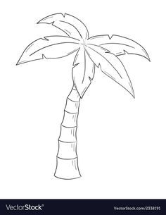 a palm tree on a white background in the style of hand drawn pencils illustration