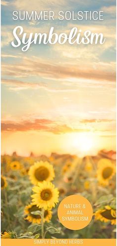 sunflowers with the words, summer solstice symbolism written in white