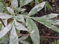 a close up of a leafy plant with white spots on it's leaves