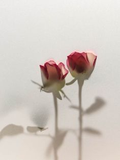 two red roses sitting on top of a white table next to each other in shadow