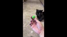 a black cat sitting on the floor next to a person holding a green ball in their hand