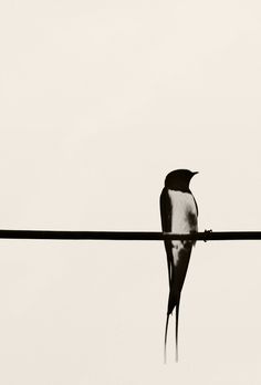 a black and white photo of a bird on a wire