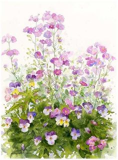 watercolor painting of purple and white flowers in a pot with green leaves on the side