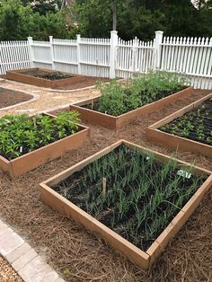 several wooden raised garden beds with plants growing in them and white picket fence behind them