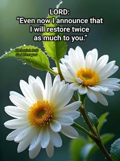 two white daisies with the words lord even now i amounce that i will restore twice as much to you