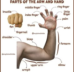 the parts of an arm and hand