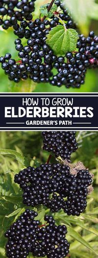 elderberries growing in the garden with text overlay that reads how to grow elderberries gardener's path