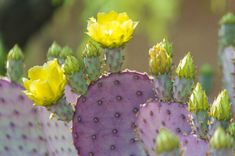 yellow flowers are blooming on the side of a cactus