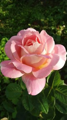 a pink rose with green leaves in the background