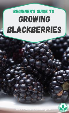 blackberries on a plate with the title beginner's guide to growing blackberryes