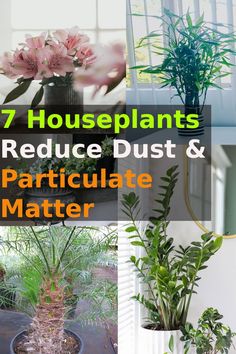 the 7 houseplants to reduce dust and puriulate matter