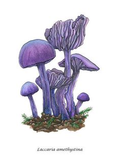 some purple mushrooms are growing out of the ground