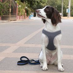 a dog wearing a harness sitting on the street