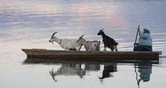 a man in a boat with goats on the front and two goats on the back