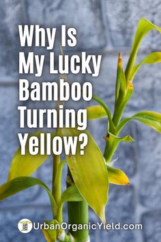 a bamboo plant with the words why is my lucky bamboo turning yellow? on it