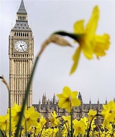 the big ben clock tower towering over the city of london with daffodils in foreground