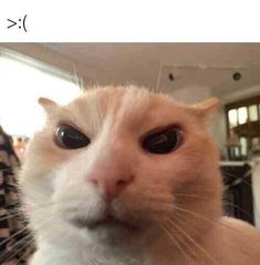 an orange and white cat with black eyes looking at the camera while someone is taking a selfie