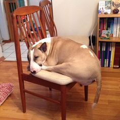 a brown and white dog laying on top of a wooden chair next to a book shelf