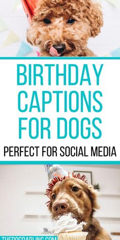 a dog wearing a birthday hat and holding a cupcake with the words, birthday captions for dogs perfect for social media