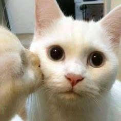 a white cat with black eyes is looking at the camera and caption reads, como cuado tu crush ya te hace caso