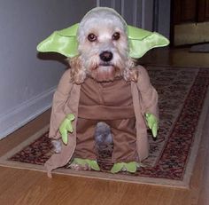 a dog dressed up as yoda from star wars