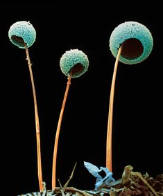 three blue flowers with long stems in the dirt