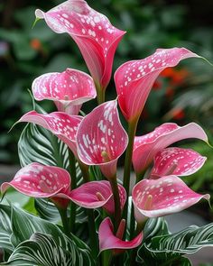 pink flowers with white spots are in a vase