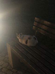 a white cat sitting on top of a wooden bench in the sunbeams at night