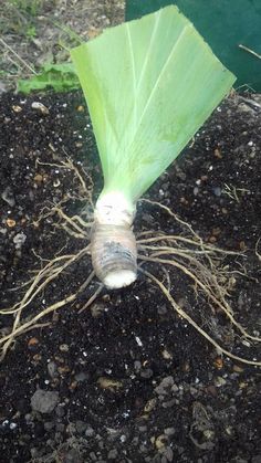 a close up of a plant with root attached to it