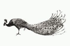 a black and white drawing of a peacock with its feathers spread out to the side