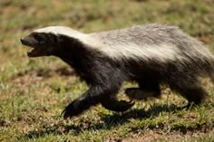 a badger walking across a grass covered field