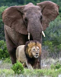 an elephant standing next to a lion in the grass