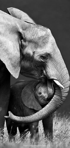 two elephants are playing with each other in black and white photo by michael falker