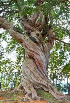 an old tree that is very large and has many leaves on it's branches