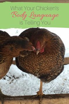 two chickens standing next to each other in the snow with text overlay that reads, what your chicken's body language is telling you